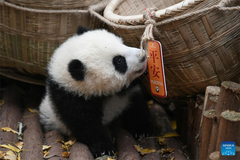 Cachorros de panda gigante saludan al público antes del Año Nuevo