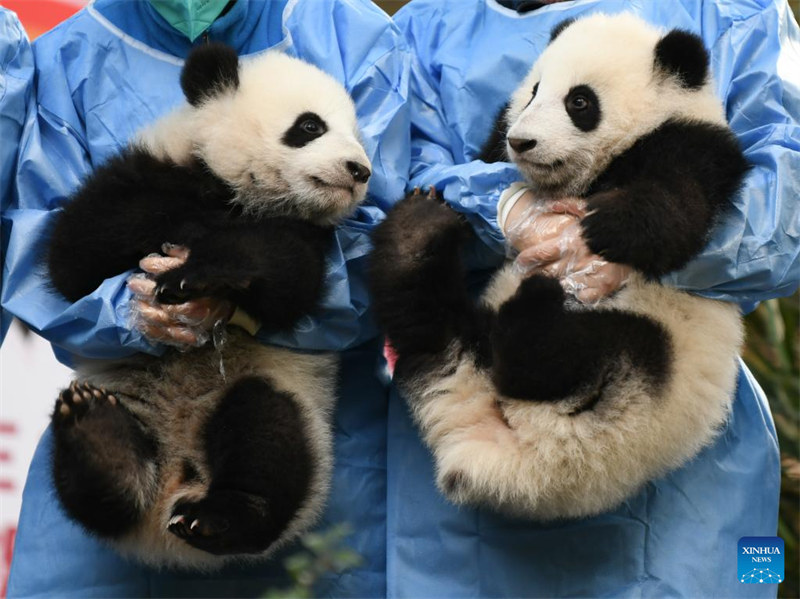 Cachorros de panda gigante saludan al público antes del Año Nuevo