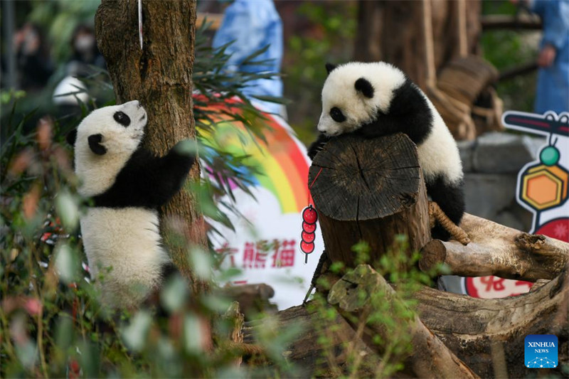 Cachorros de panda gigante saludan al público antes del Año Nuevo