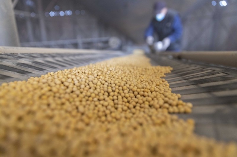China logra el área de siembra de soja más extensa en casi siete décadas