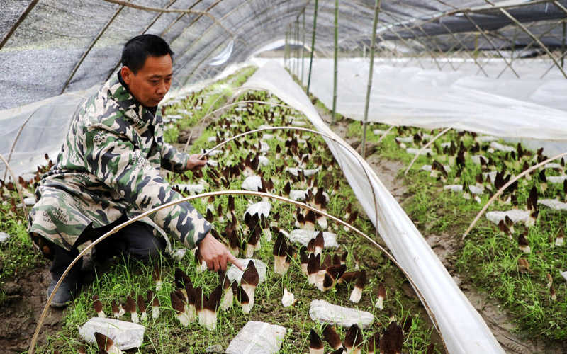 El municipio de Hubei impulsa la revitalización rural a través del cultivo de colmenillas