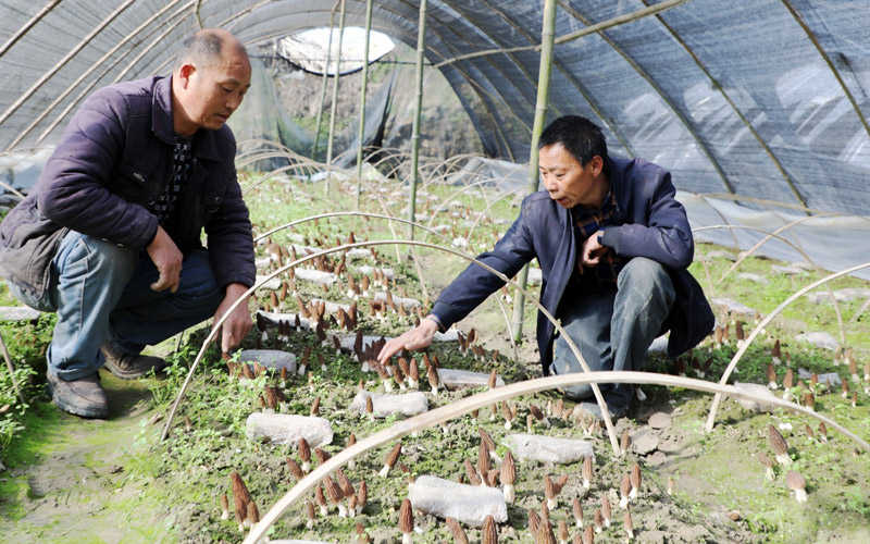 El municipio de Hubei impulsa la revitalización rural a través del cultivo de colmenillas