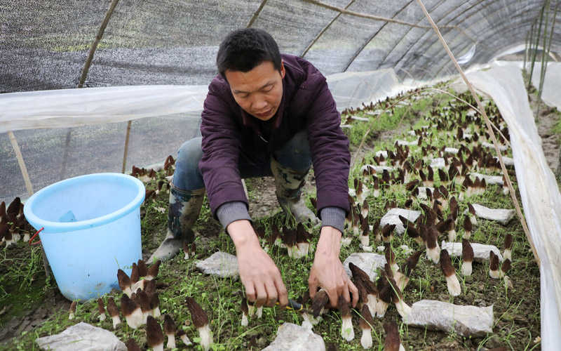 El municipio de Hubei impulsa la revitalización rural a través del cultivo de colmenillas