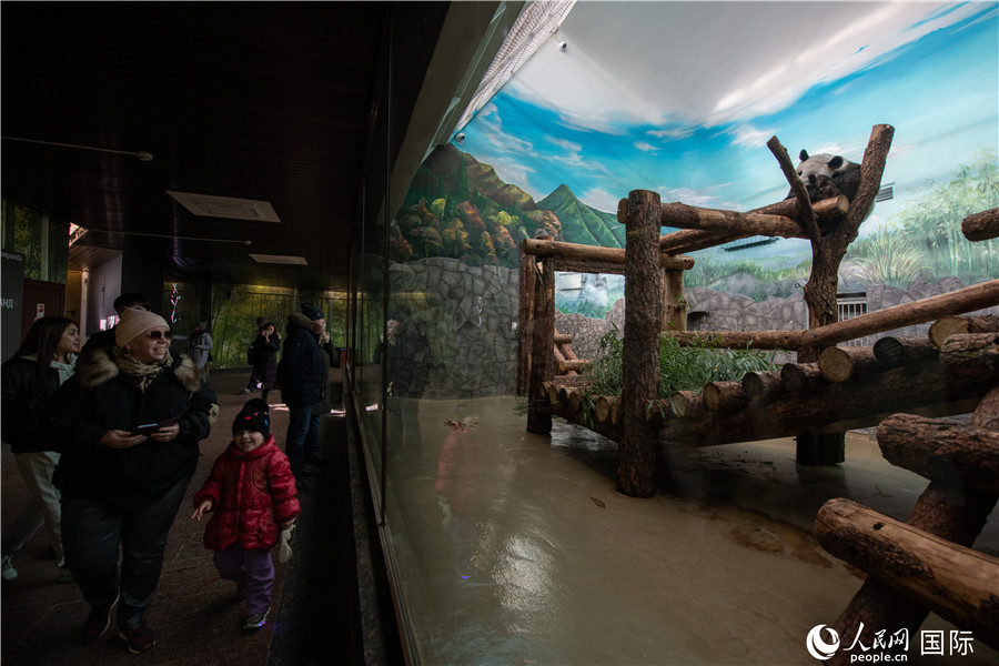 Pandas gigantes del Zoológico de Moscú atraen turistas
