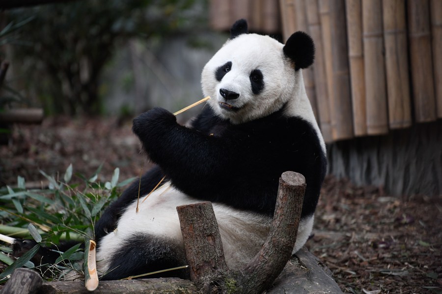 Identifican nuevo género de panda gigante carnívoro prehistórico