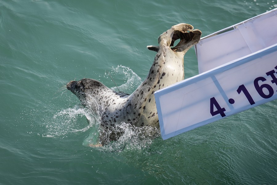 Liberan en mar del noreste de China siete focas manchadas
