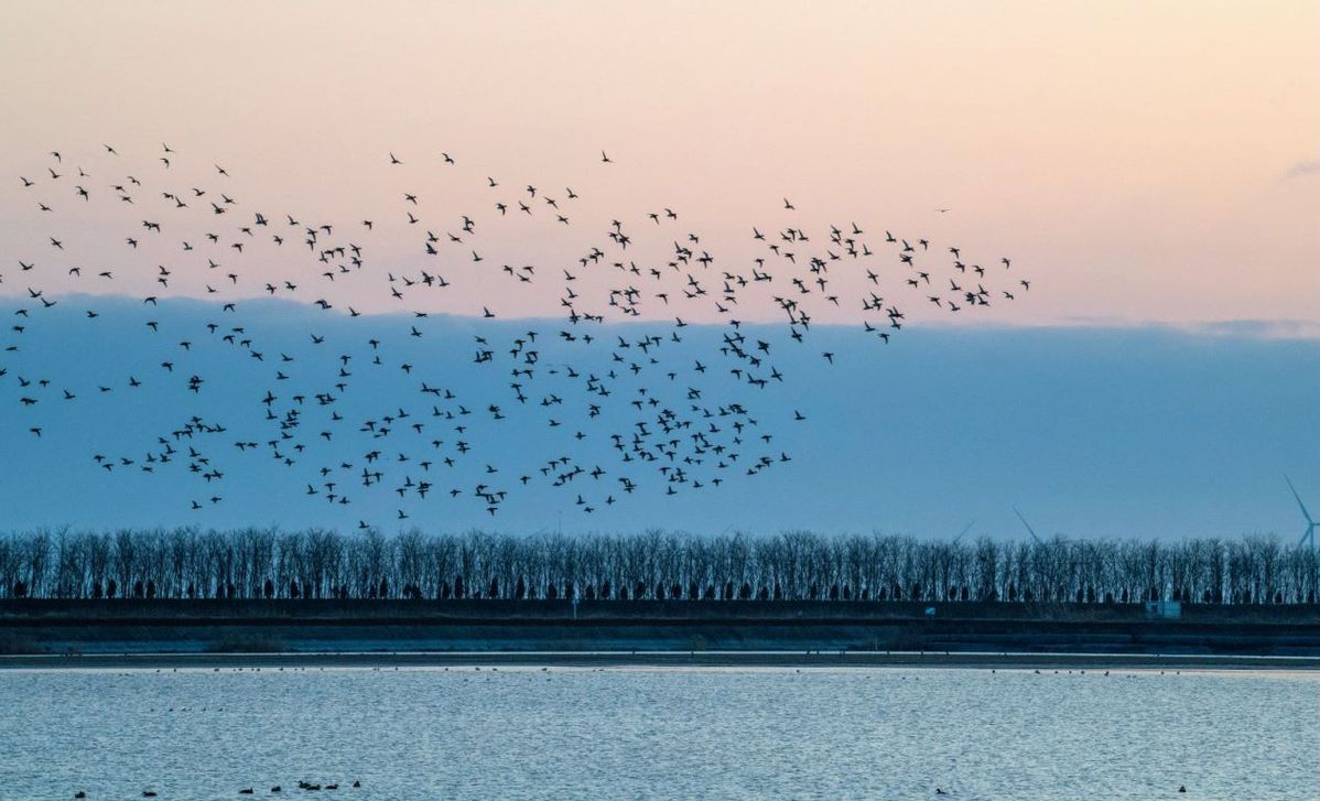 Las aves migratorias y los bosques de Dongtai muestran su mayor esplendor