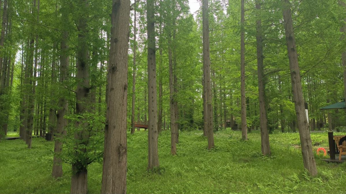 Las aves migratorias y los bosques de Dongtai muestran su mayor esplendor