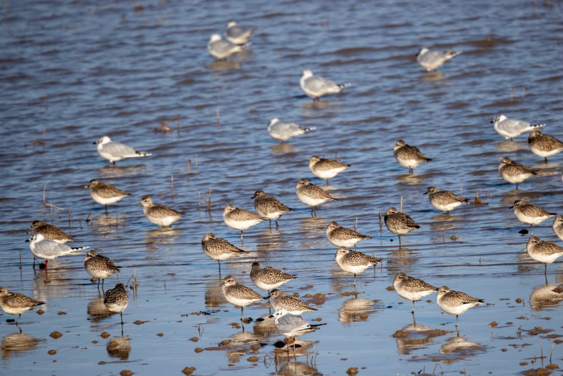 Las aves migratorias y los bosques de Dongtai muestran su mayor esplendor