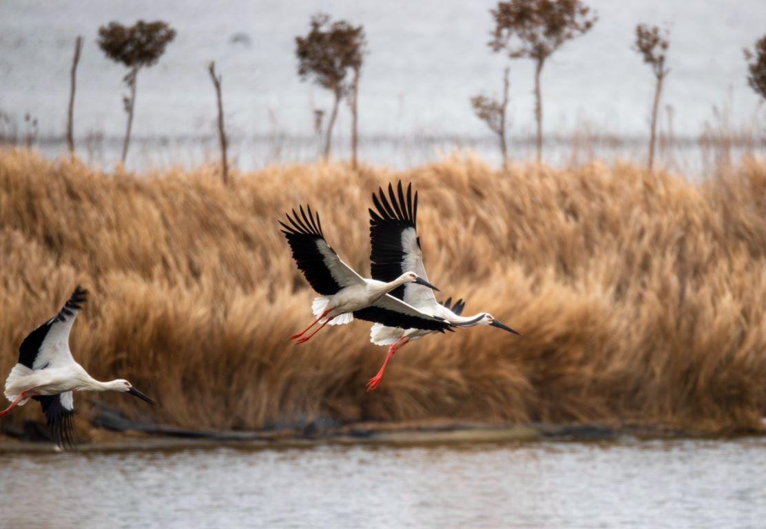 Las aves migratorias y los bosques de Dongtai muestran su mayor esplendor