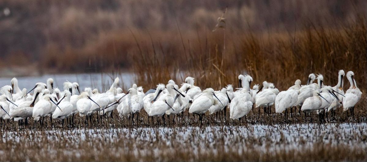 Las aves migratorias y los bosques de Dongtai muestran su mayor esplendor