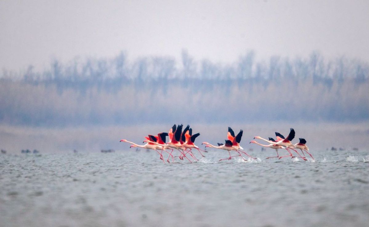 Las aves migratorias y los bosques de Dongtai muestran su mayor esplendor
