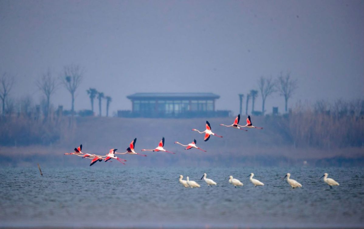 Las aves migratorias y los bosques de Dongtai muestran su mayor esplendor