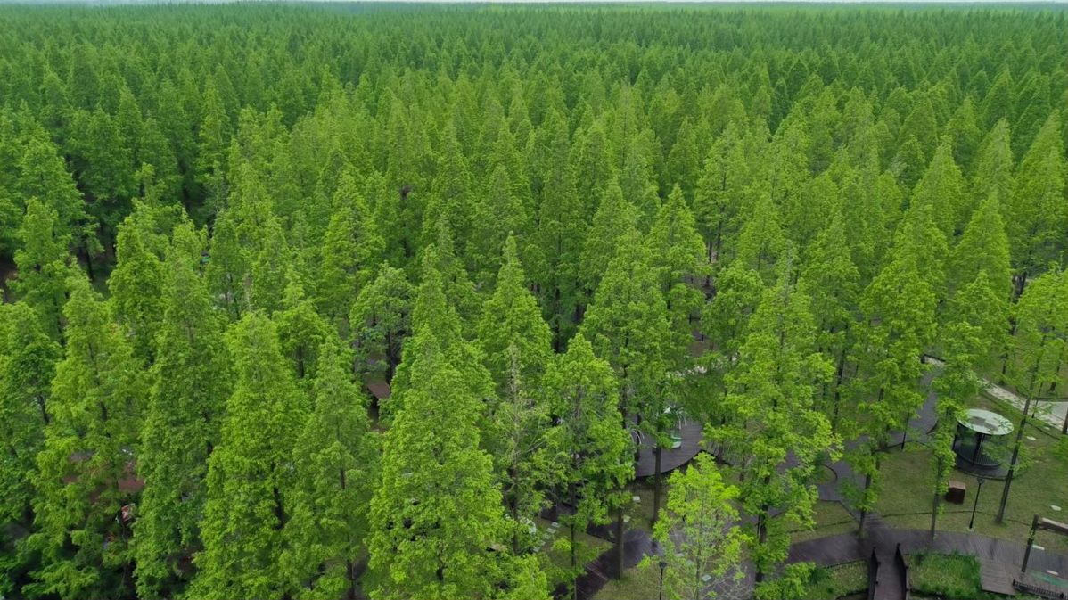 Las aves migratorias y los bosques de Dongtai muestran su mayor esplendor
