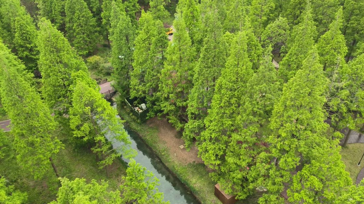 Las aves migratorias y los bosques de Dongtai muestran su mayor esplendor