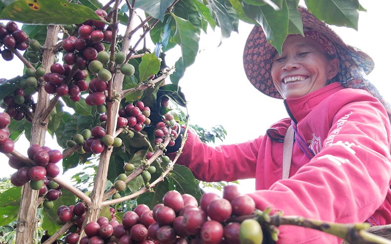 Los caficultores cosechan cerezas de café maduras. (Foto de Yan Sanka, Diario del Pueblo digital)