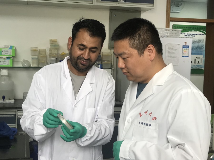 Investigadores de China y Pakistán desarrollan nuevo método para tratar enfermedad celíaca