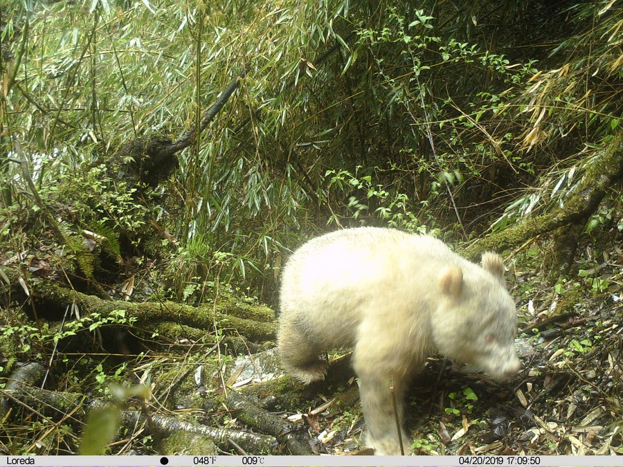 Avistan movimientos de inusual panda completamente blanco en China