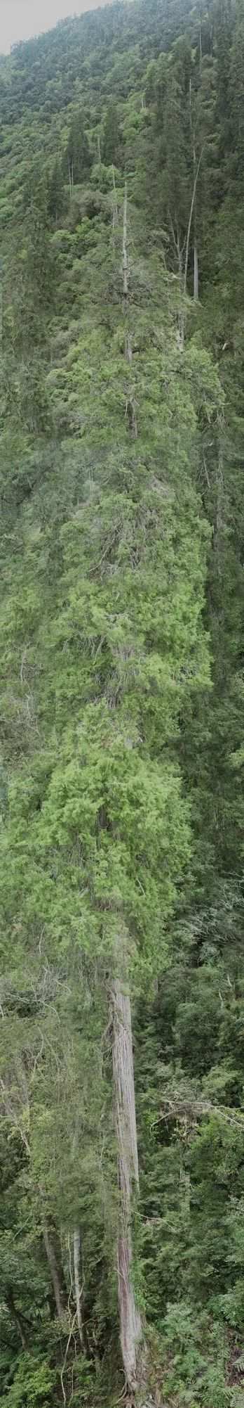 Hallan árbol más alto de Asia en el Tíbet