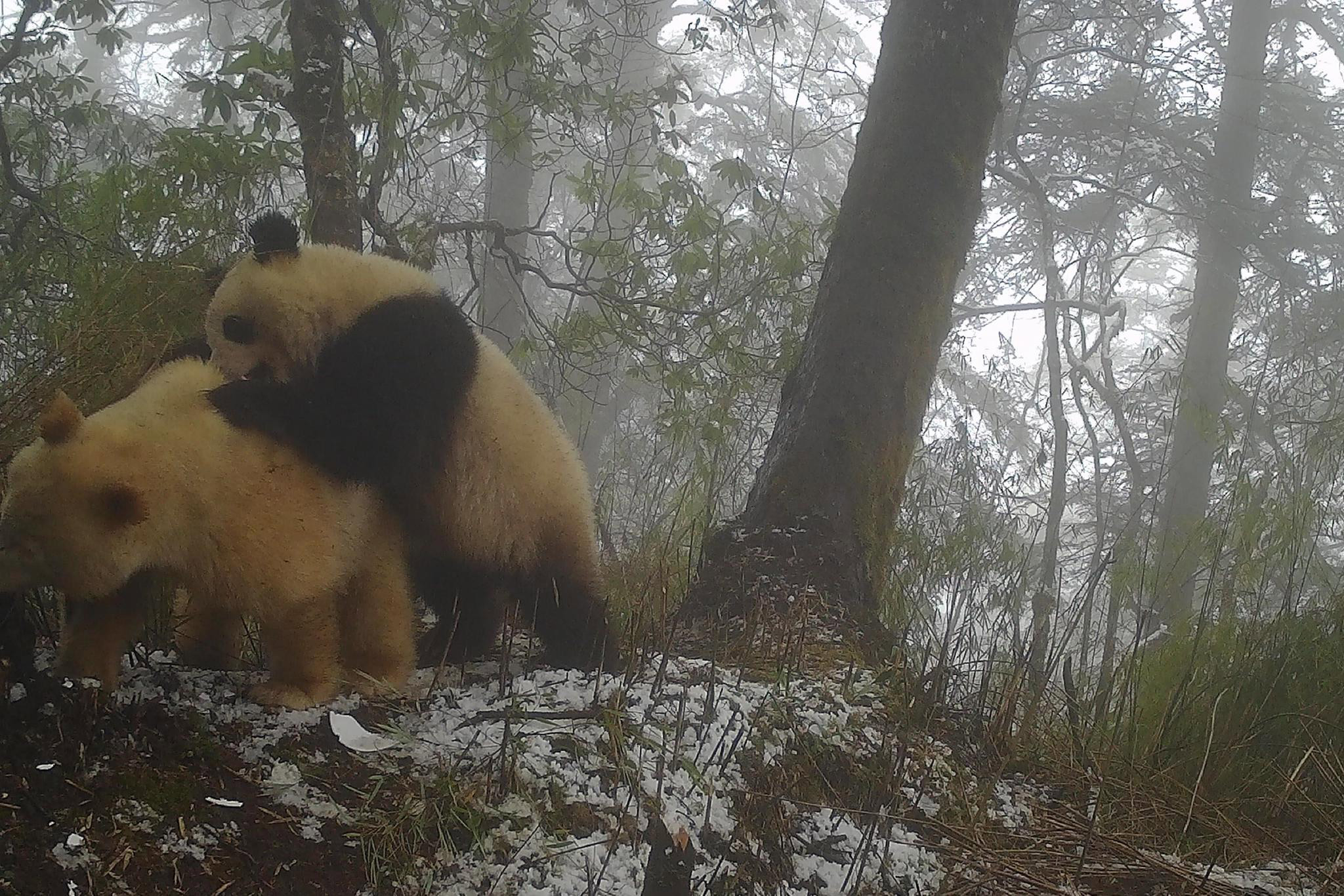 Avistan movimientos de inusual panda completamente blanco en China
