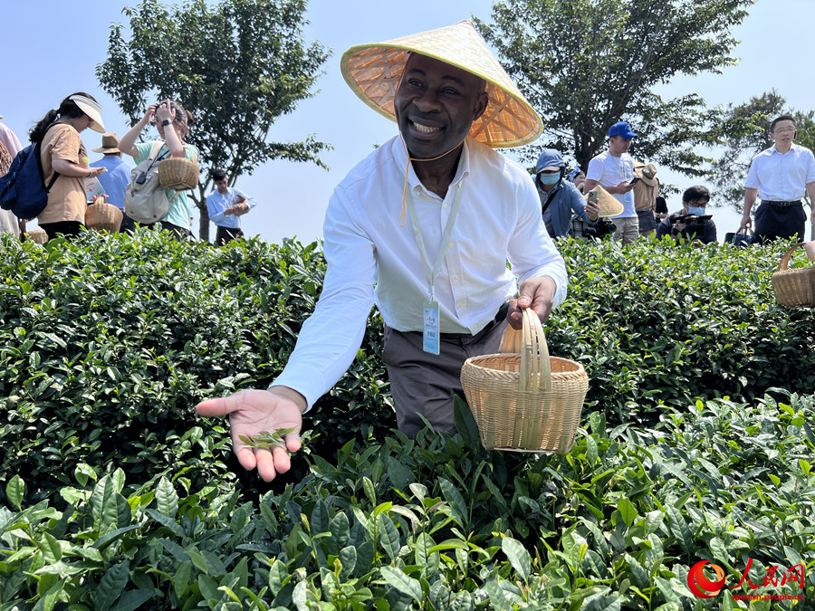 Té Xinyang Maojian, uno de los diez mejores té chinos famosos