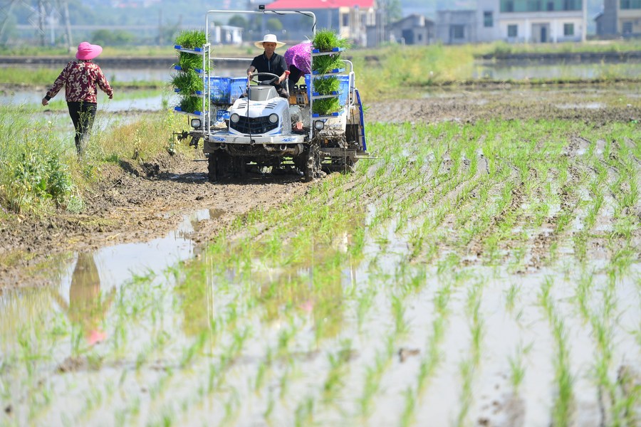 Un agricultor conduce una trasplantadora para trasladar plantones de arroz en tierras de cultivo ubicadas en la aldea Yijianhe del distrito de Yuhu, en la ciudad de Xiangtan, provincia central china de Hunan, el 26 de abril de 2023. (Xinhua/Chen Zeguo)