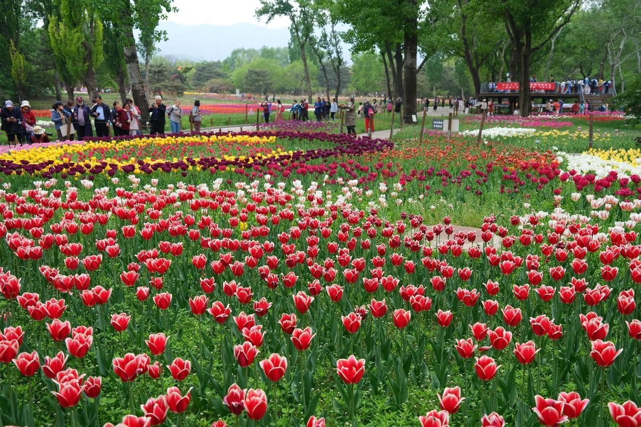 Turistas disfrutan de las flores y toman fotos en el Jardín Botánico Nacional de Beijing. (Foto: Guo Junfeng/ Diario del Pueblo digital)