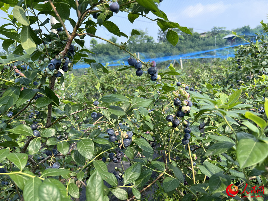 La lucha contra la pobreza da sus frutos más dulces en Xinyang