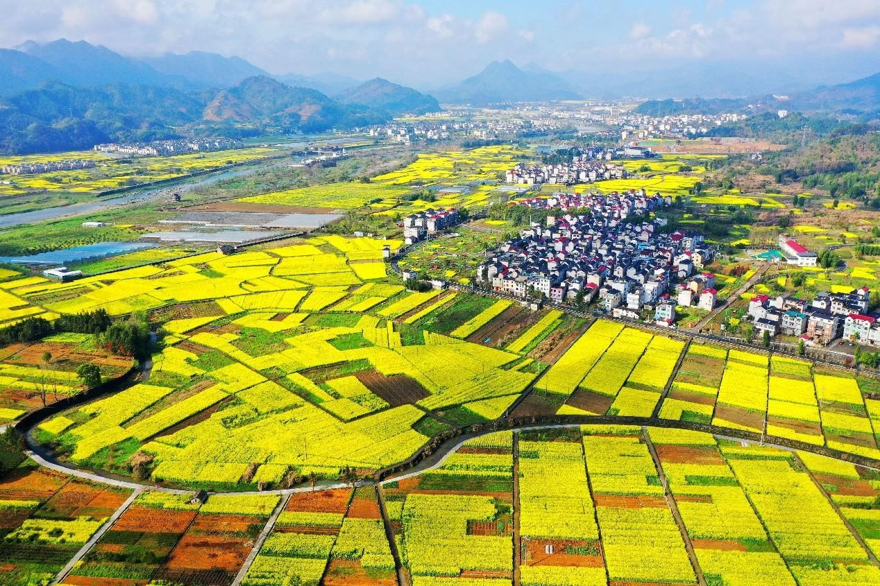 Campos de flores de colza alrededor de la aldea de Yangqitan, condado de Chun'an, Hangzhou, provincia oriental china de Zhejiang, 26 de marzo del 2023. (Foto: Diario del Pueblo digital/ Wang Jianlin)
