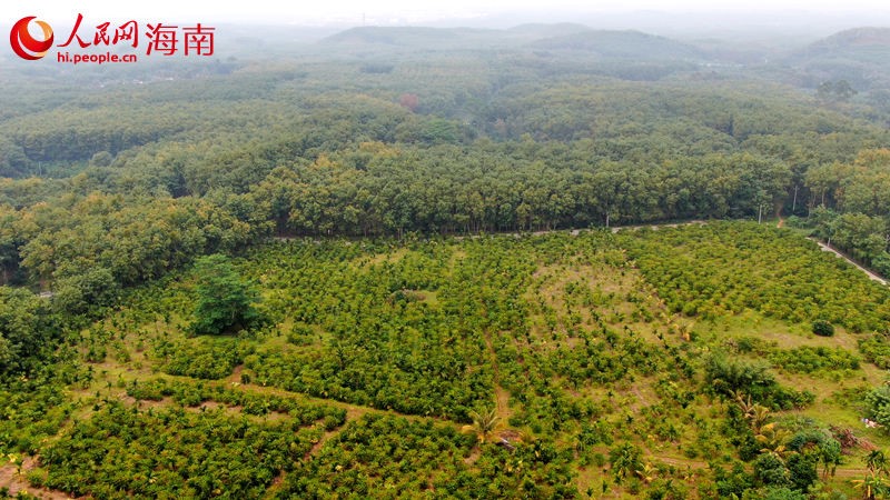 Fotografía aérea de una plantación de café en Hainan. Foto de Meng Fansheng, Diario del Pueblo digital