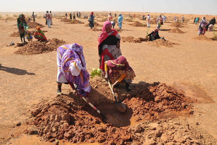 Expertos chinos y africanos abogan por colaboración en la lucha contra la desertificación