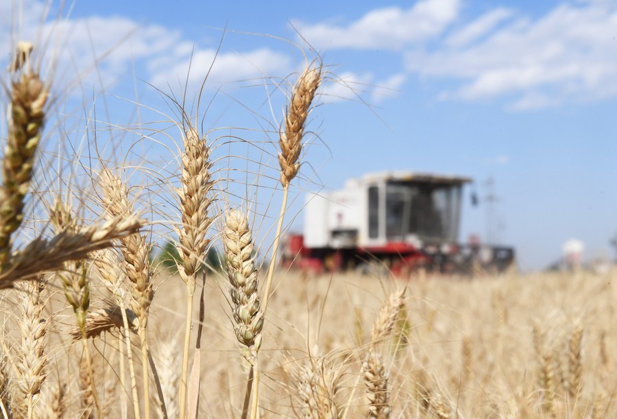 Sequía afecta 710.000 hectáreas de tierra de cultivo en provincia china de Hebei