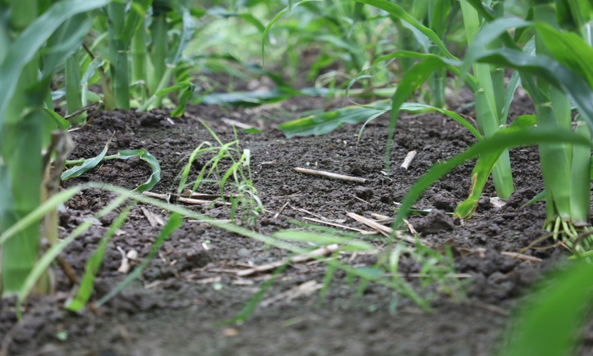 Tierra negra para plantar maíz. (Foto: Liu Zihe)