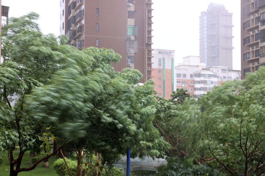 Fuertes vientos sacuden los árboles en el distrito de Siming de Xiamen, ciudad de la provincia oriental china de Fujian, el 28 de julio de 2023. (Xinhua/Zeng Demeng)