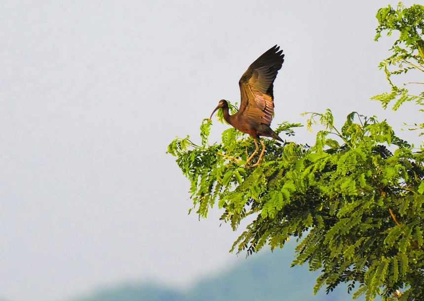Un ibis brillante se posa en la rama de un árbol en el parque nacional de humedales del lago Shuanggui en el distrito Liangping de la municipalidad de Chongqing, en el suroeste de China. (Foto/Yu Huaixian)