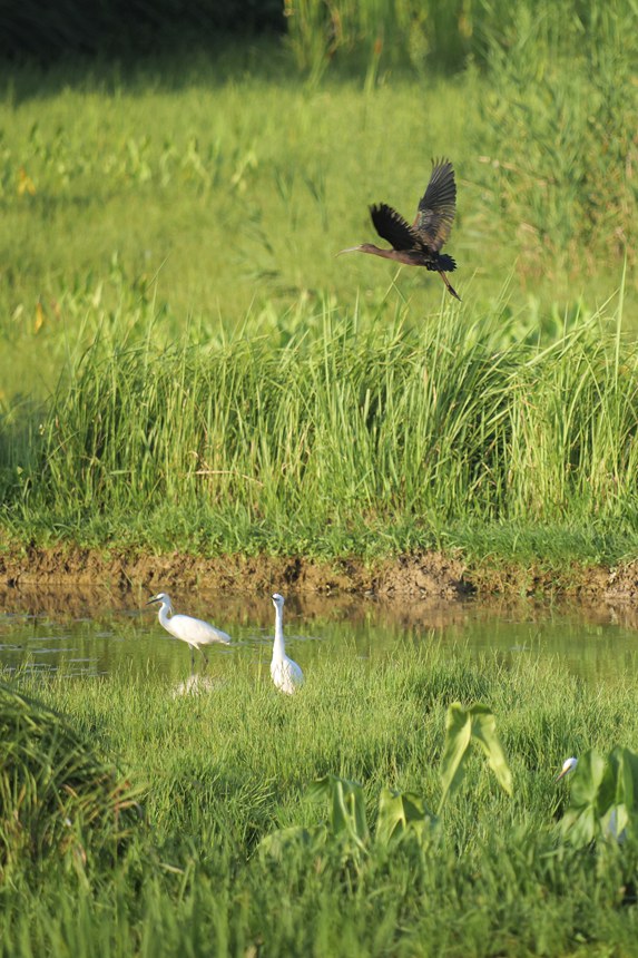 Avistan en Chongqing un ibis brillante, una especie que se creía extinta