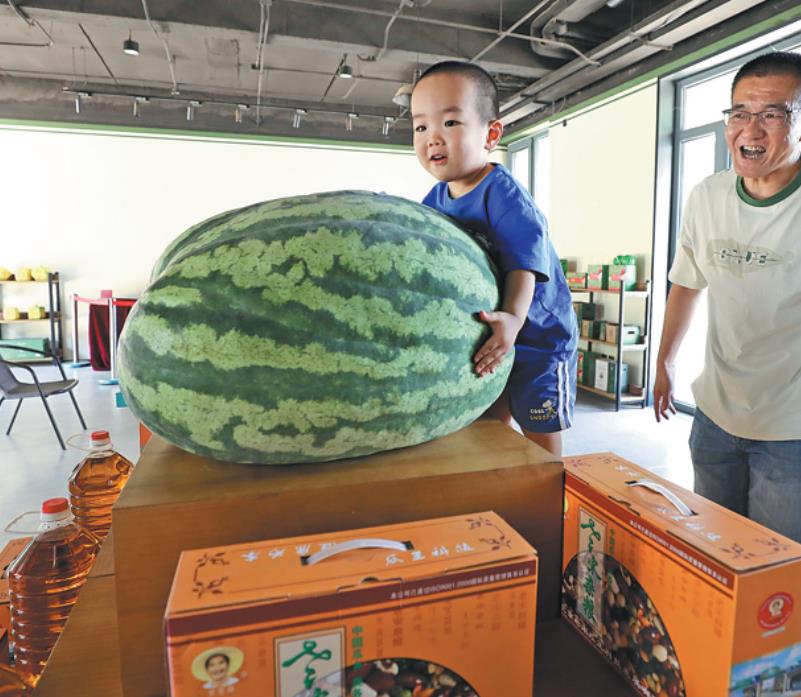 Un niño pequeño abraza una sandía gigante Jingxin No. 8, que pesa 73 kilogramos, en una exposición en el distrito Daxing de Beijing, el 24 de junio del 2023. La ciudad de Panggezhuang en Daxing es una base de producción en expansión para sandías chinas. (Foto: Zhao Jun/ Servicios de Noticias de China)