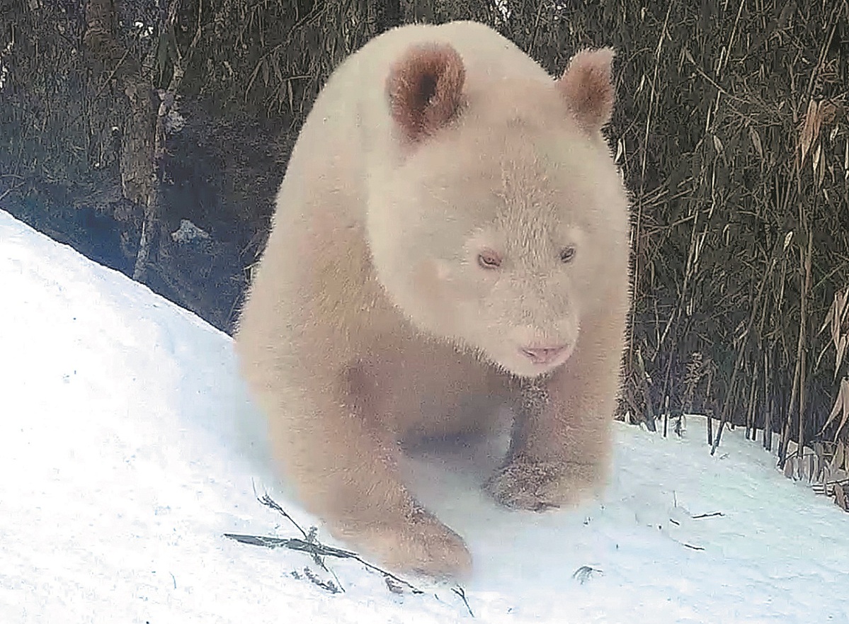 Panda blanco en la Reserva Natural Nacional de Wolong. (Foto: Xinhua)