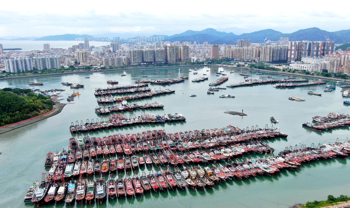 Barcos pesqueros refugiándose del tifón Saola, que se aproxima a un puerto de Shangwei, provincia de Guangdong, 31 de agosto del 2023. [Foto: Xinhua]