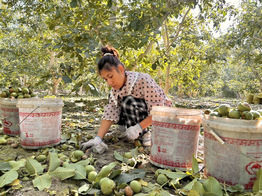 El condado de Wensu en Aksu, Región Autónoma Uygur de Xinjiang, se está preparando para su cosecha de nueces. [Foto: chinadaily.com.cn]