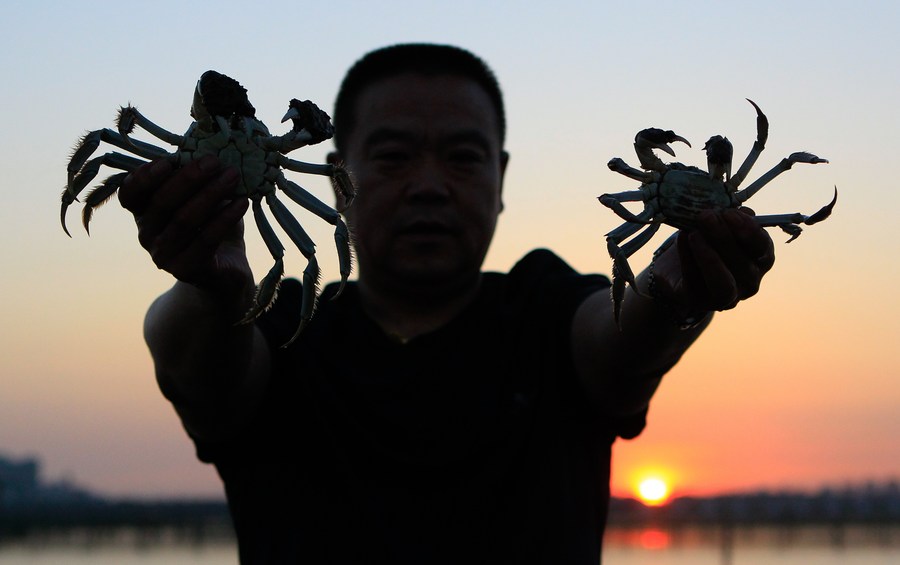 Imagen de archivo del 29 de septiembre de 2018, del cultivador de cangrejos de Shanghai Ji Jiang, mostrando cangrejos recién atrapados en su base de cultivo en el Lago Yangcheng en la municipalidad de Bacheng de la ciudad de Kunshan, en la provincia de Jiangsu, en el este de China. (Xinhua/Sui Xiankai)