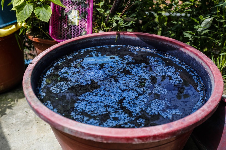 Foto muestra el agua después de remojar glasto durante tres días en la aldea de Wuying, ubicada en la zona fronteriza entre la región autónoma de la etnia zhuang de Guangxi, en el suroeste de China, y la provincia suroccidental china de Guizhou, el 31 de agosto de 2023. (Xinhua/Hu Xingyu)