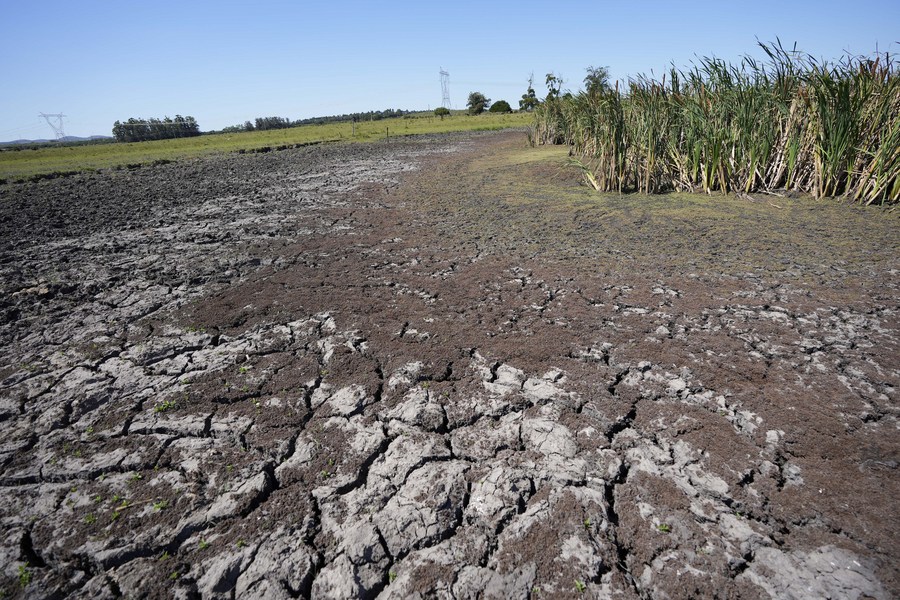 Imagen del 17 de enero de 2023 de un campo afectado por la sequía, en el departamento de Rocha, Uruguay. (Xinhua/Nicolás Celaya)