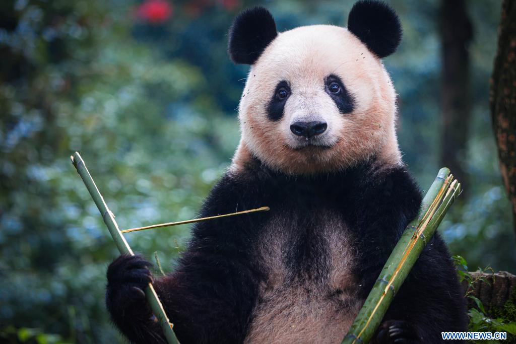 Panda gigante Xiang Xiang nacida en Japón se reúne con público tras regreso a China