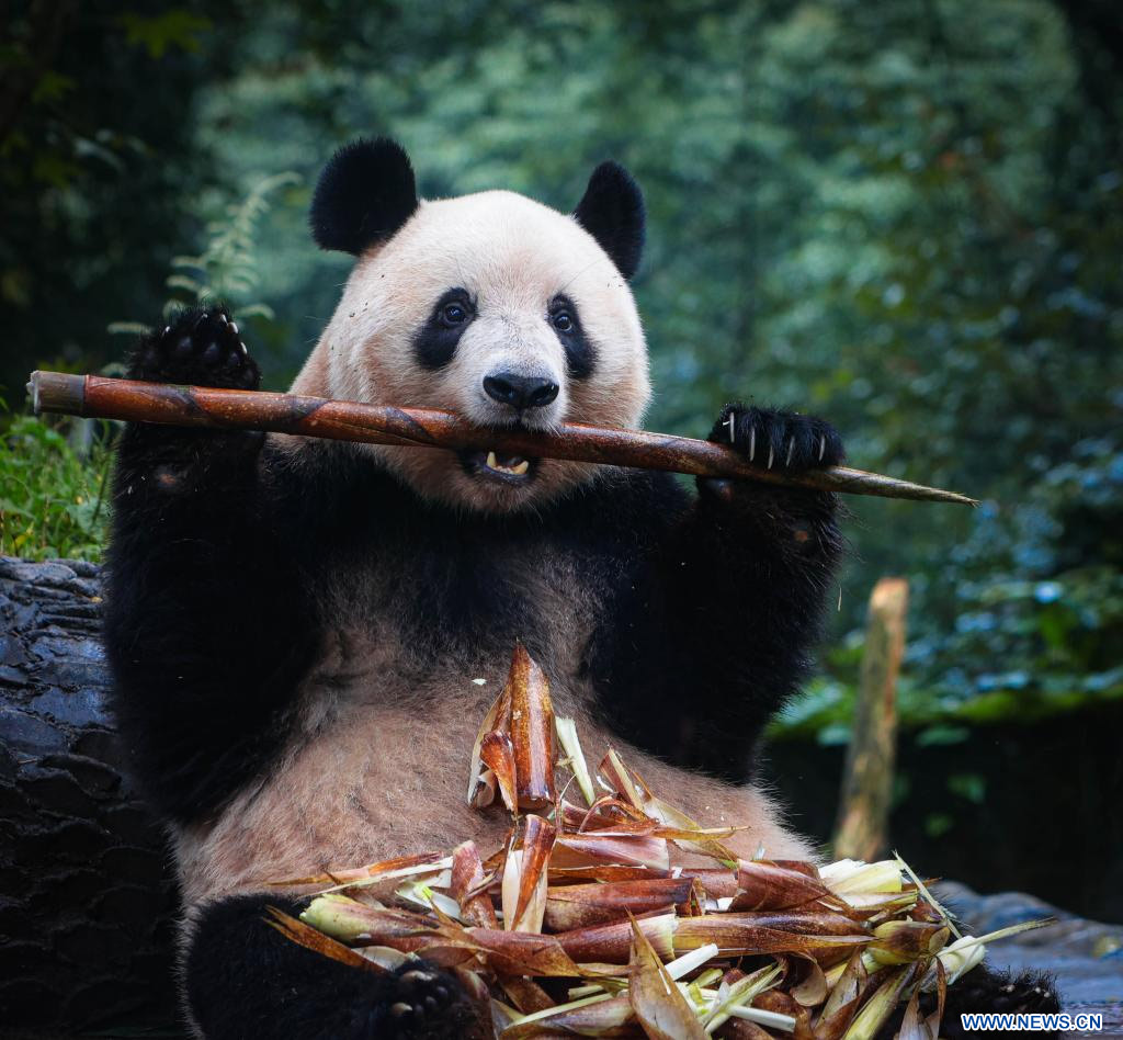 Imagen del 8 de octubre de 2023 de la panda gigante Xiang Xiang, comiendo bambú fresco en la Base de Pandas Gigantes de Bifengxia, en Ya'an, en la provincia de Sichuan, en el suroeste de China. La panda gigante Xiang Xiang se reunió con el público en la Base de Pandas Gigantes de Bifengxia, en Ya'an el domingo. La panda partió del Zoológico Ueno de Tokio, Japón, el 21 de febrero de 2023 y voló de regreso a China, su país de origen. Xiang Xiang nació en el Zoológico de Ueno en junio de 2017, de Shin Shin (hembra) y Ri Ri (macho), dos pandas gigantes prestados por China, país al que pertenece la pro