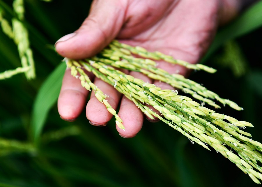 Un campesino revisa la condición de plántulas de arroz en una base de siembra de arroz híbrido en el poblado de Xinchang del distrito de Cengong, en la provincia suroccidental china de Guizhou, el 1 de agosto de 2023. (Xinhua/Yang Wenbin)