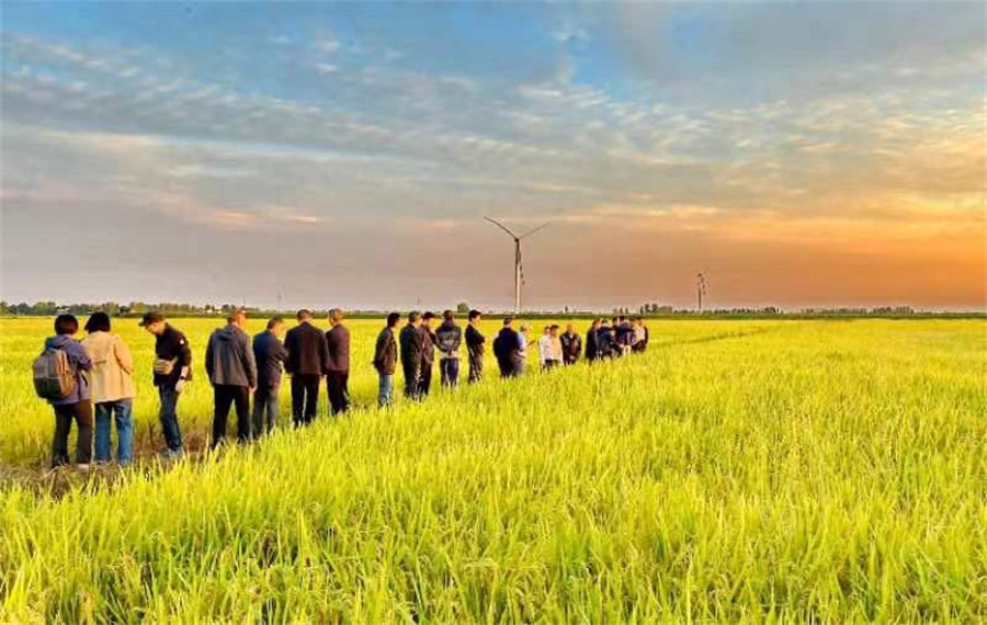 Presentan en Hubei nueva vacuna vegetal para el arroz