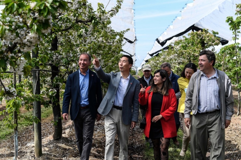 Imagen del 30 de septiembre de 2022 del embajador de China en Chile, Niu Qingbao (2-i), el presidente de la Asociación de Exportadores de Frutas de Chile, Iván Marambio (i), y el ministro de Agricultura chileno, Esteban Valenzuela (d), participando en la ceremonia de arranque de la temporada de la cereza 2022-2023 en el huerto Ana María de la comuna de Romeral, en la región del Maule, Chile. (Xinhua/Jorge Villegas)