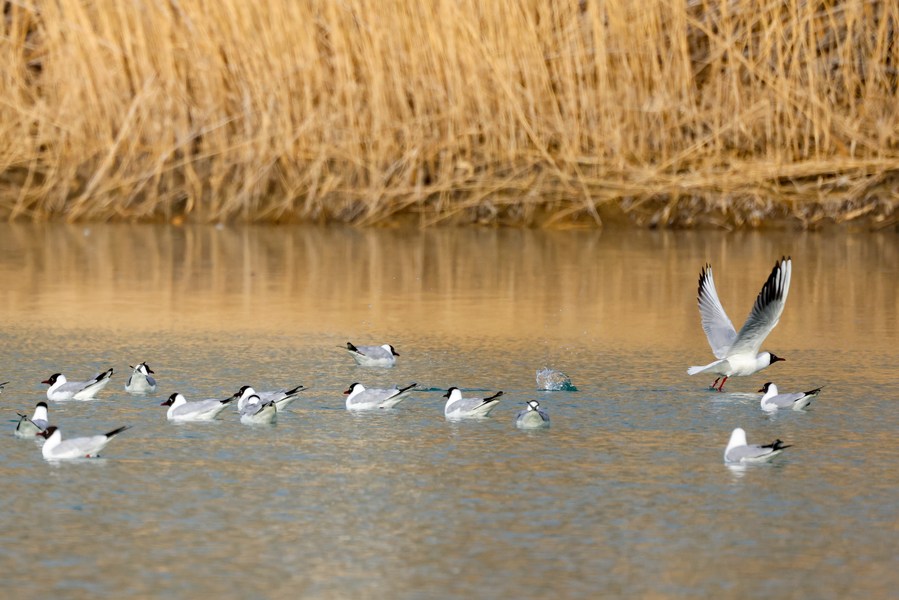  Imagen del 18 de marzo de 2023 de gaviotas de cabeza negra siendo vistas en el lago Bosten, en el distrito de Bohu, en la región autónoma uygur de Xinjiang, en el noroeste de China. (Xinhua/Ding Lei)