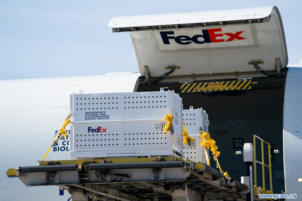 Pandas gigantes Mei Xiang, Tian Tian y Xiao Qi Ji parten de zoológico de Washington rumbo a China